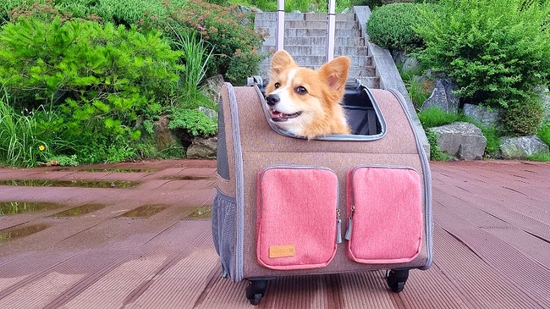 강아지 여행을 위해 가방에 용품을 준비하는 모습