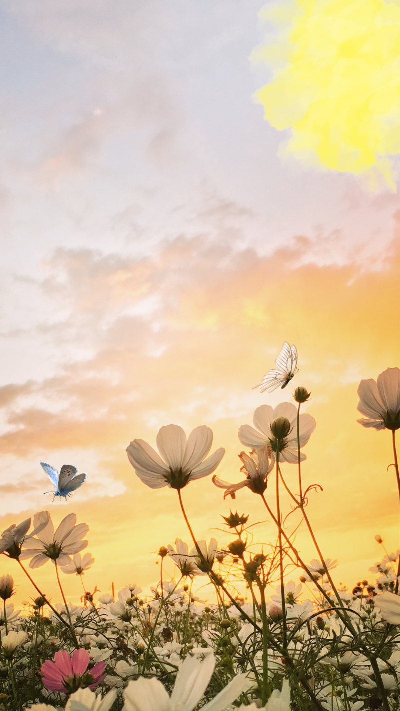 핸드폰 배경화면 꽃 사진으로 교체 : 네이버 블로그