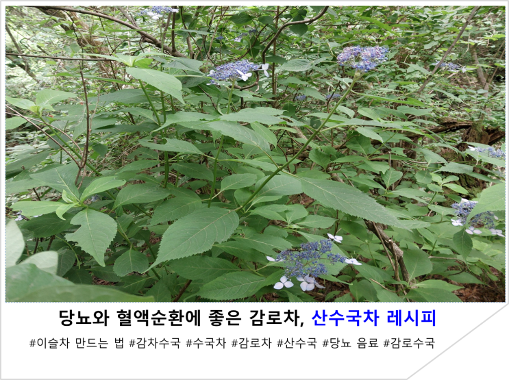  당뇨와 혈액순환에 좋은 감로차, 산수국차 레시피