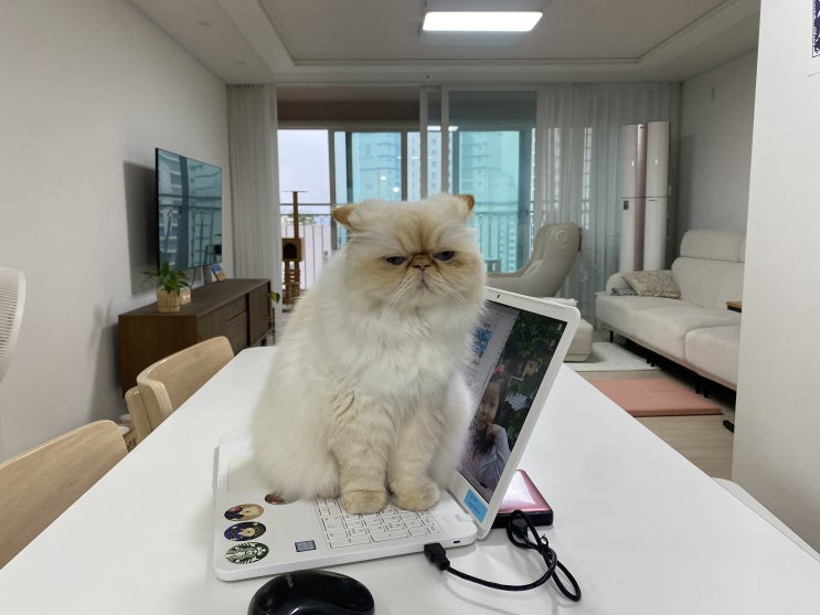  고양이 솜냥의 아침