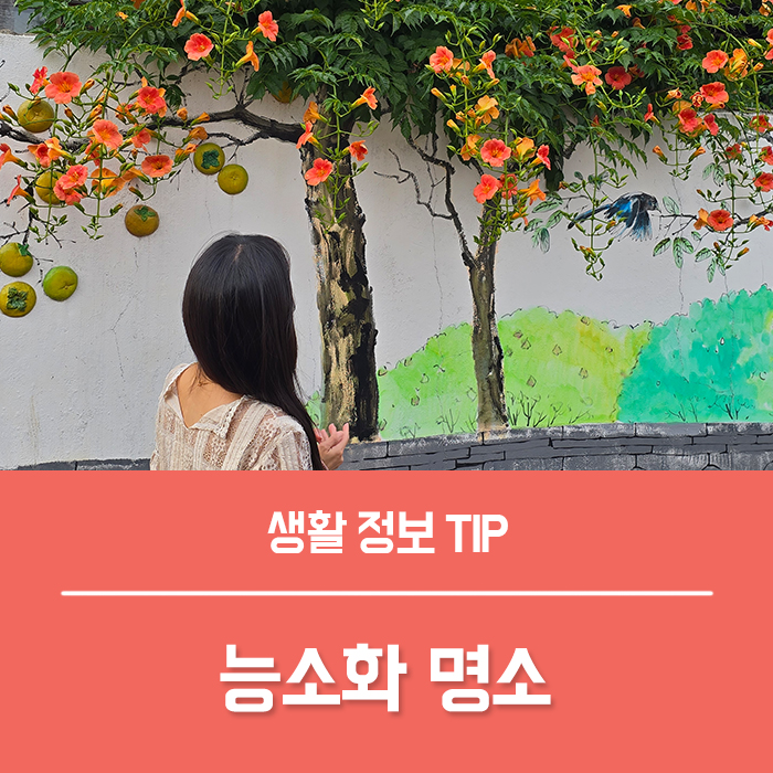 능소화 꽃말 키우기, 능소화 명소 (대구, 순천) 총정리!