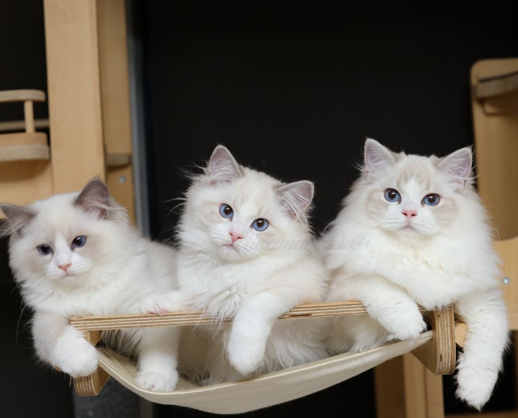 고양이 평균 수명 품종별 차트, 가장 오래 장수한 집고양이 수명