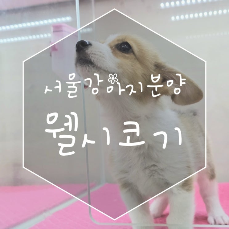 항상 신나는 애교쟁이 웰시코기 공주님! 서울강아지분양에서 만나요.