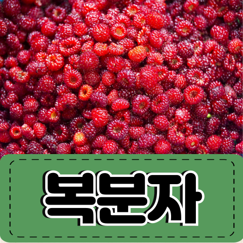 복분자 효능 효소 정력 철 알아봐요