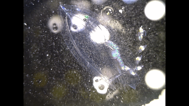  Diphyes chamissonis Huxley, 1859 タマゴフタツクラゲモドキ 카미소두겹관해파리(2023까지)