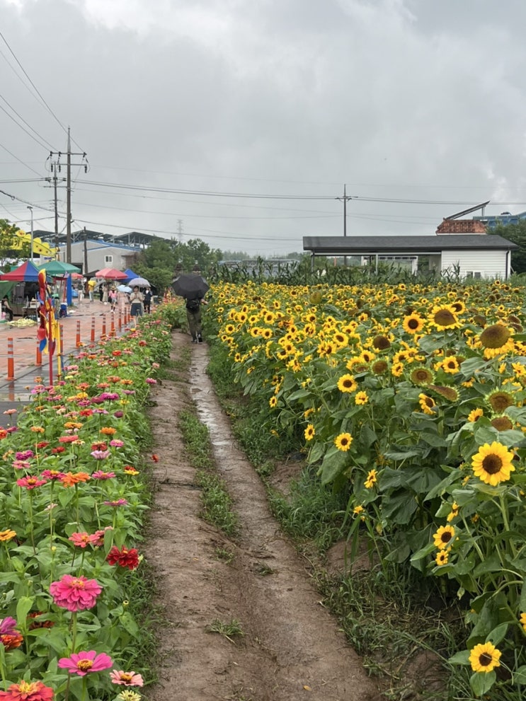 함안여행 여름여행 가볼만한 곳 강주해바라기마을(24/07/09일) 함안여행 여름여행 가볼만한 곳 강주해바라기마을(24/07/09일)