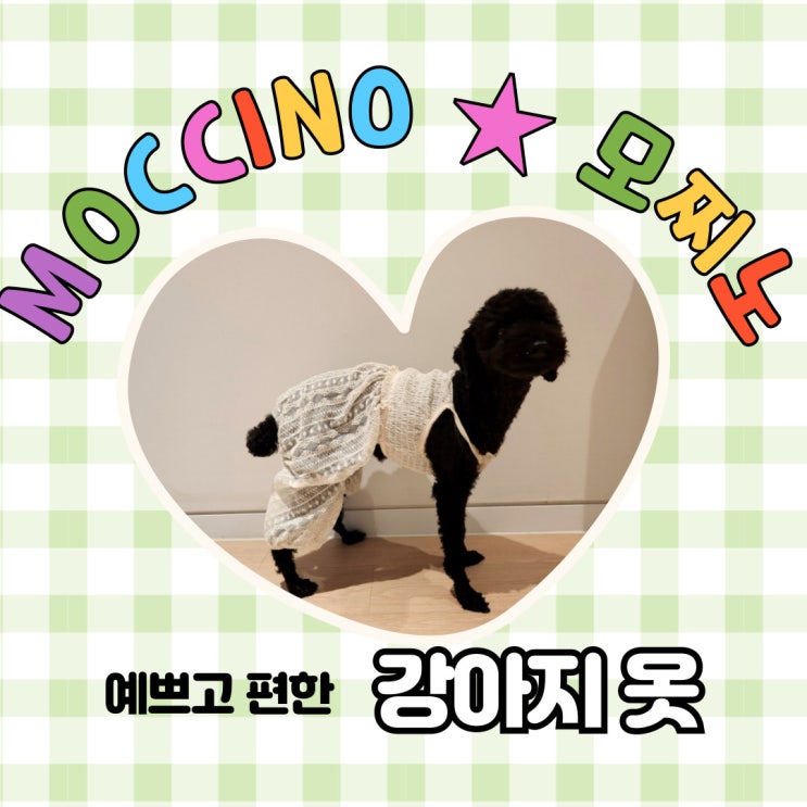  예쁘고 편한 강아지옷추천 모찌노 우리집 댕댕이 데일리룩 완성