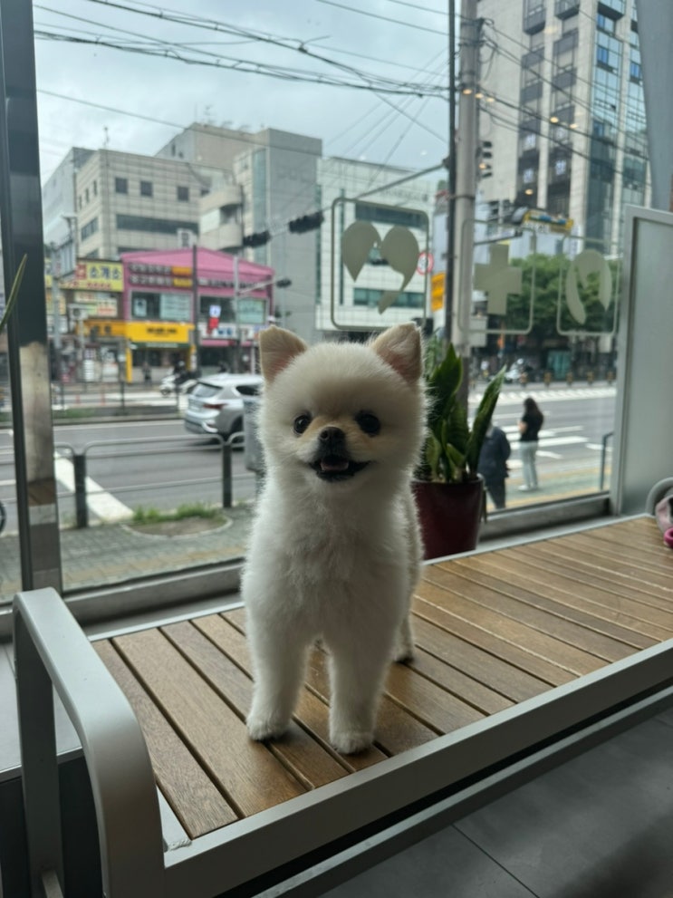  영등포 24시동물병원 [경인동물의료센터] 강아지 피부병 치료후기