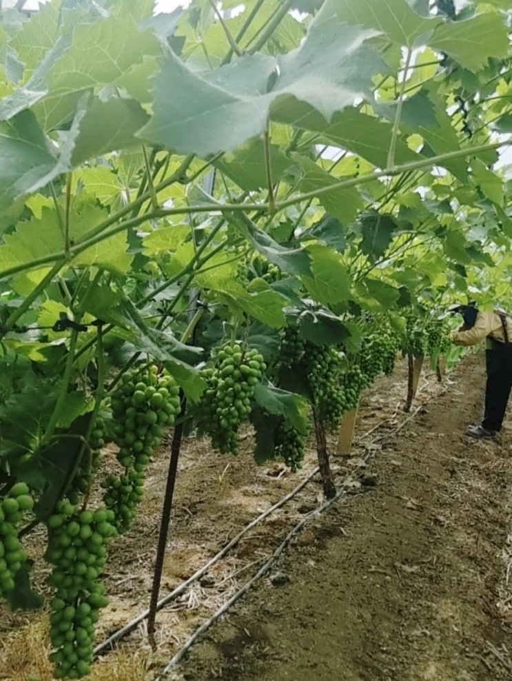  비가 오면 포도의 달달함이 떨어질까? 샤인머스켓과 과일  재배  비오면 힘든점들