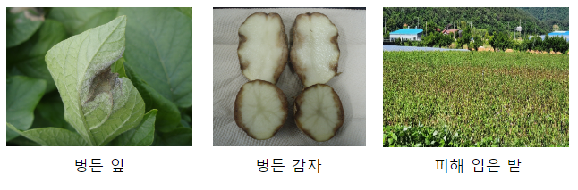 ‘고랭지 감자 역병’ 지금 방제하세요 ‘고랭지 감자 역병’ 지금 방제하세요