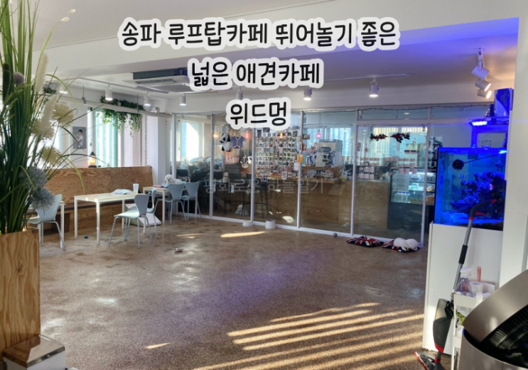  송파 루프탑카페 뛰어놀기 좋은 넓은 애견카페 | 위드멍