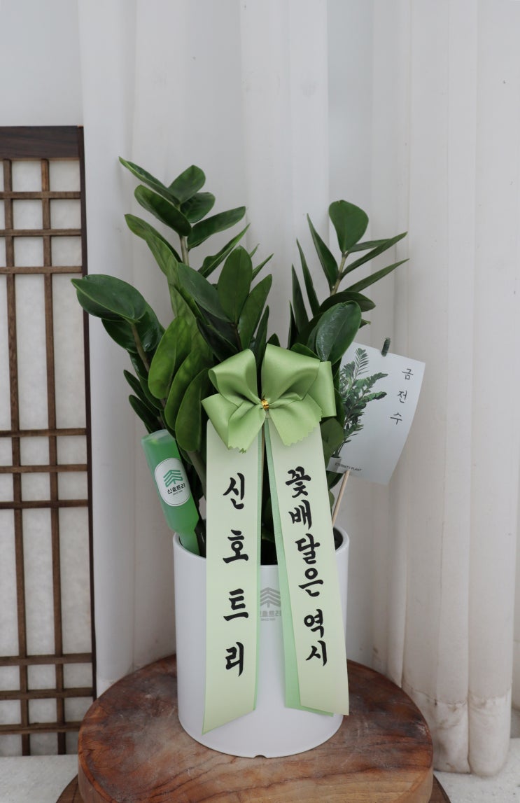  모든 주문 고객님들께 드리는 '식물 영양제'