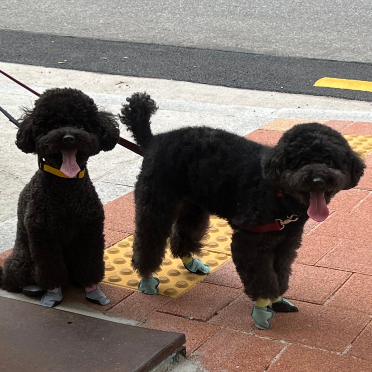  강아지 탈수증상, 예방법과 대처 방법
