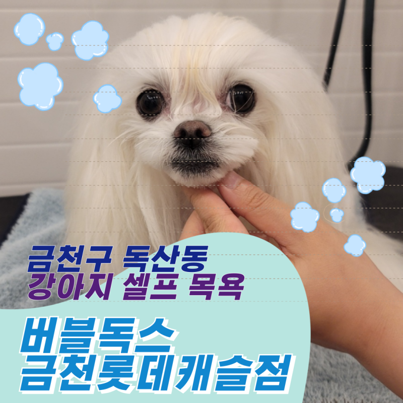 버블독스 금천롯데캐슬점