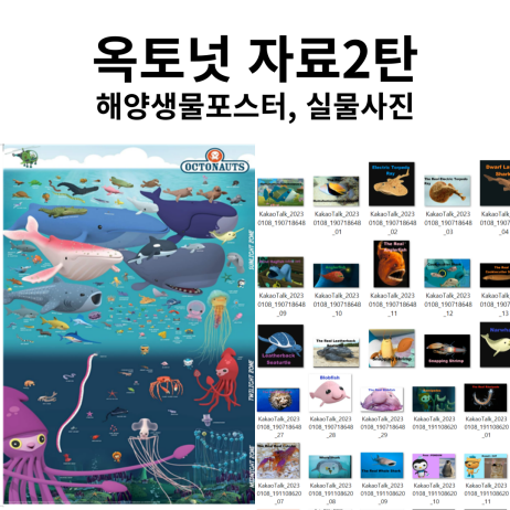  옥토넛 해양생물 포스터, 해양생물 실물사진 모음