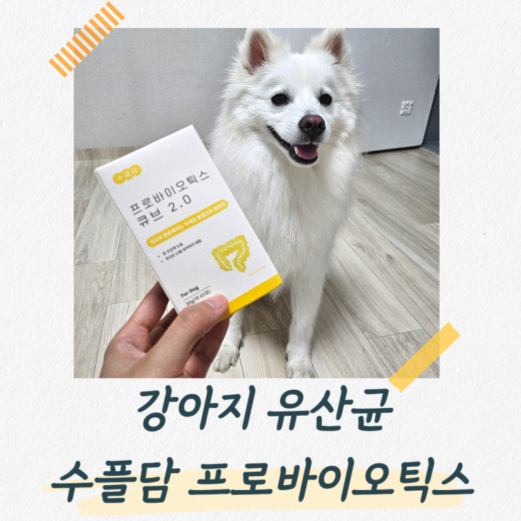  강아지유산균 추천 수플담 프로바이오틱스 동결건조 유산균