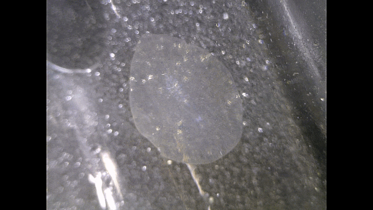  Polycladida sp. (flatworm,, larval stage ) 납작벌레-류의 라바 스테이지