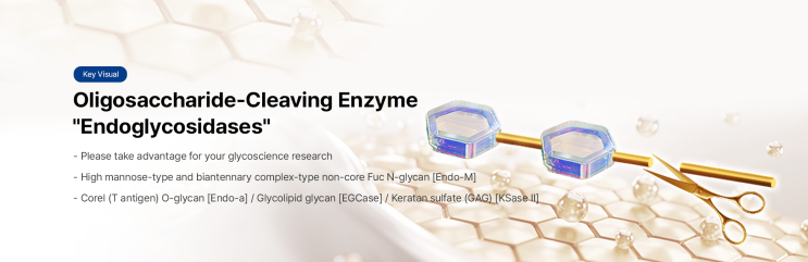  Oligosaccharide-Cleaving Enzyme "Endoglycosidases"