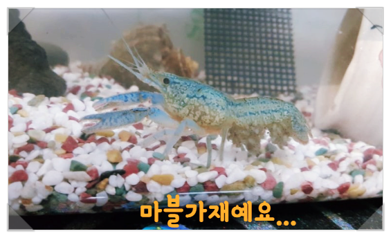  경영관리업무 마블가재에게서 배웁니다.
