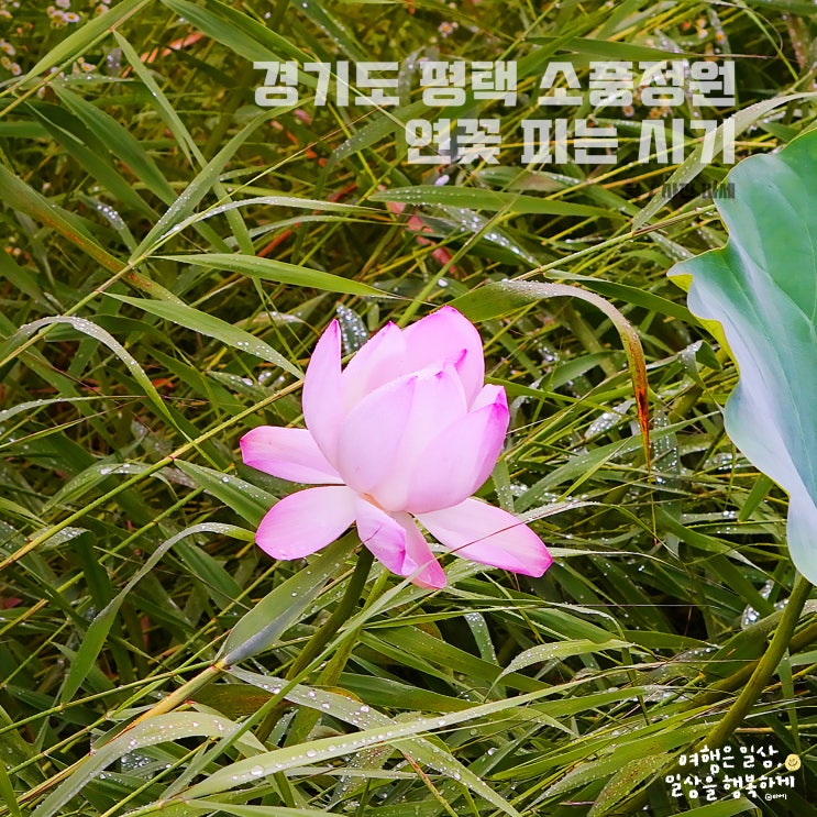  경기도 평택 소풍정원 연꽃, 연꽃 피는 시기, 물놀이