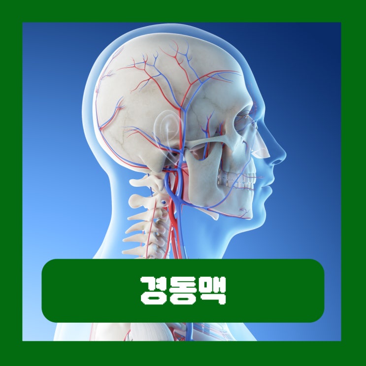  경동맥 초음파 검사 수치 목 혈관 혈전에 의한 협착증 증상 치료