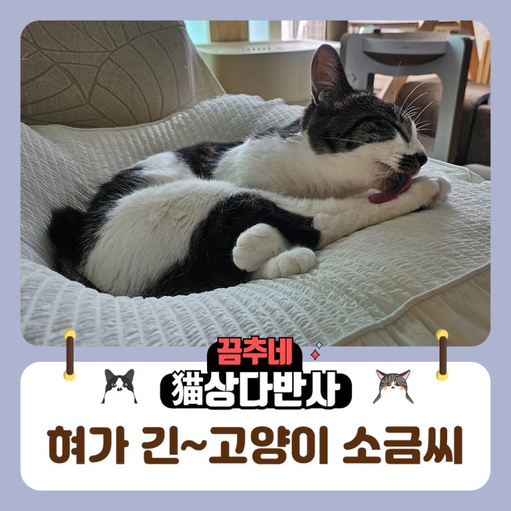  혀가 긴 고양이 소금씨의 혀수납 망각기