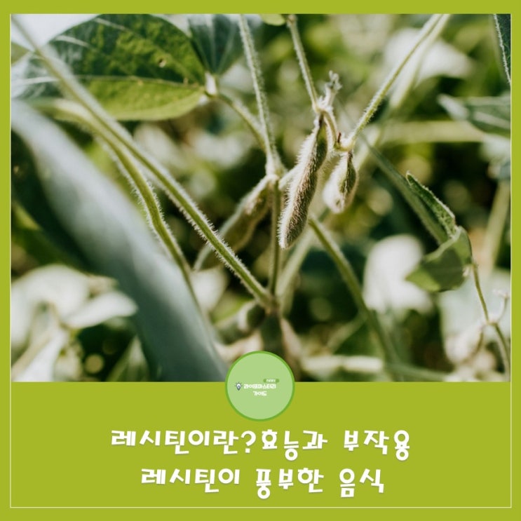 레시틴이란? 콜레스테롤을 감소, 간건강을 개선하며, 인지기능향상에 효과적