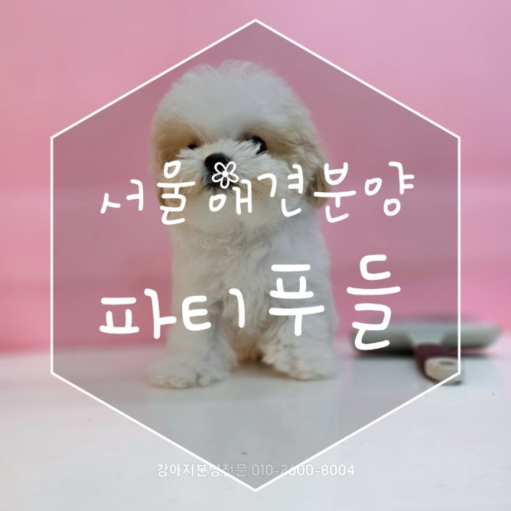  서울애견분양 파티푸들 너무 귀엽고 사랑스러운 댕댕이와 산책 어때요?