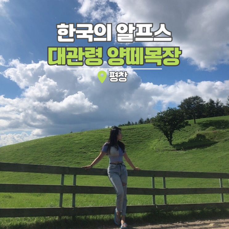  강원도 대관령 양떼목장 평창 여행 가볼만한곳 입장료 먹이주기