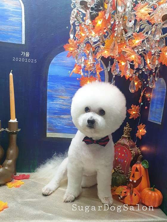 SugarDogSalon
