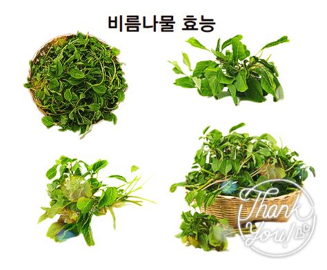  비름나물 효능