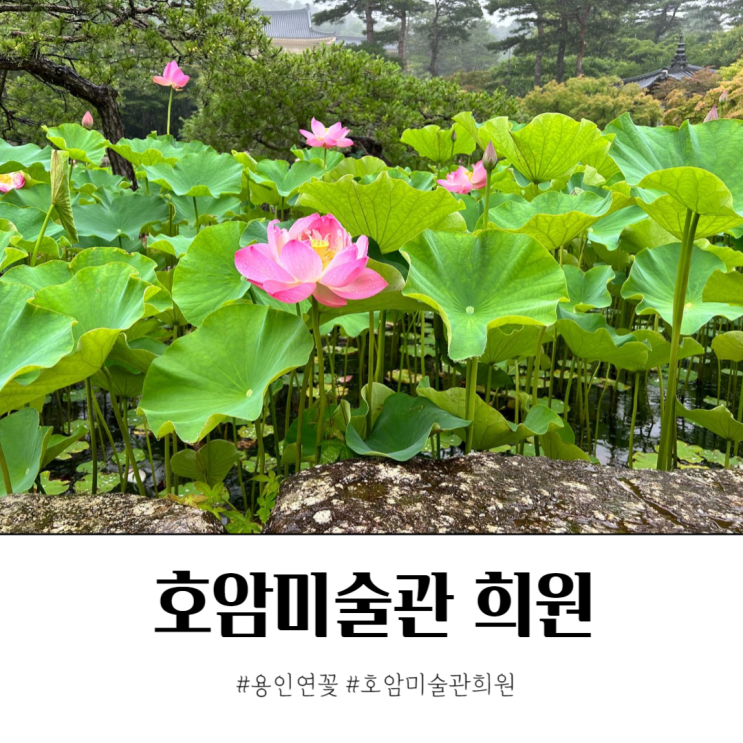  비오는 7월 호암미술관 희원에서 만난 용인 연꽃 정원