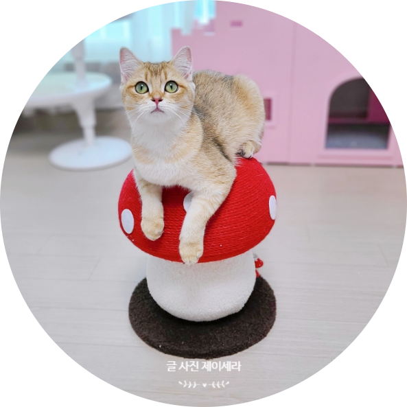  귀염 뽀짝 버섯 모양 고양이 스크래쳐(f.퍼르르펙트)