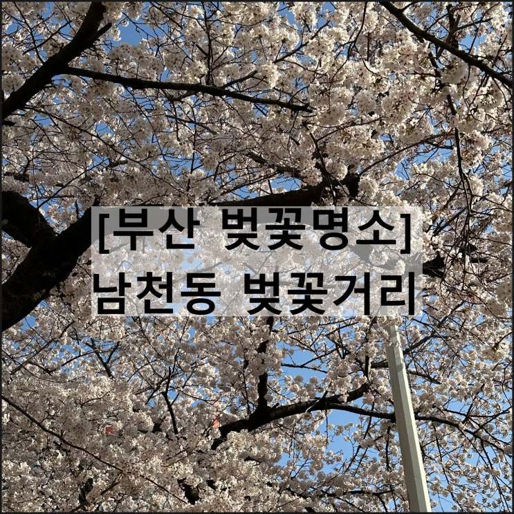 남천동 벚꽃거리 | 부산 가볼만한곳 벚꽃명소 개화 날씨