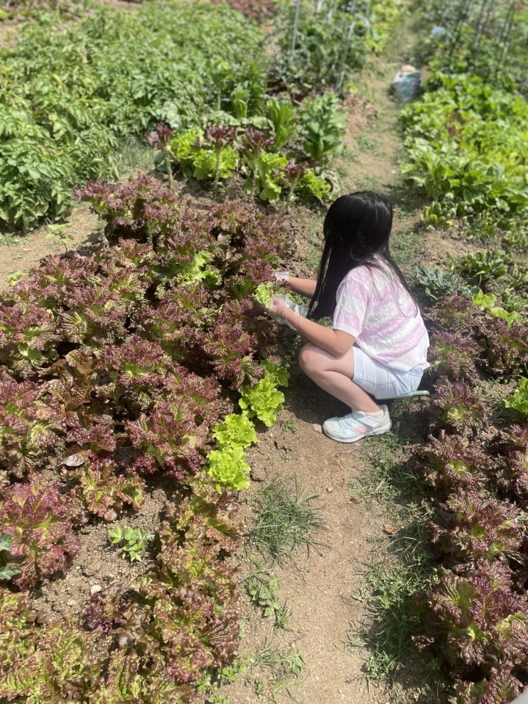  텃밭일지 6번째 이야기(2024.05.23~07.07)