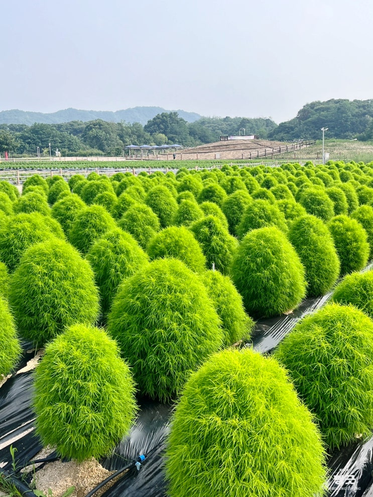  서울 근교 양주 나리공원 7월 나들이 꽃 근황