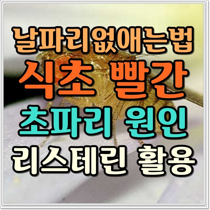 날파리없애는법 식초 빨간 초파리 원인 리스테린 활용