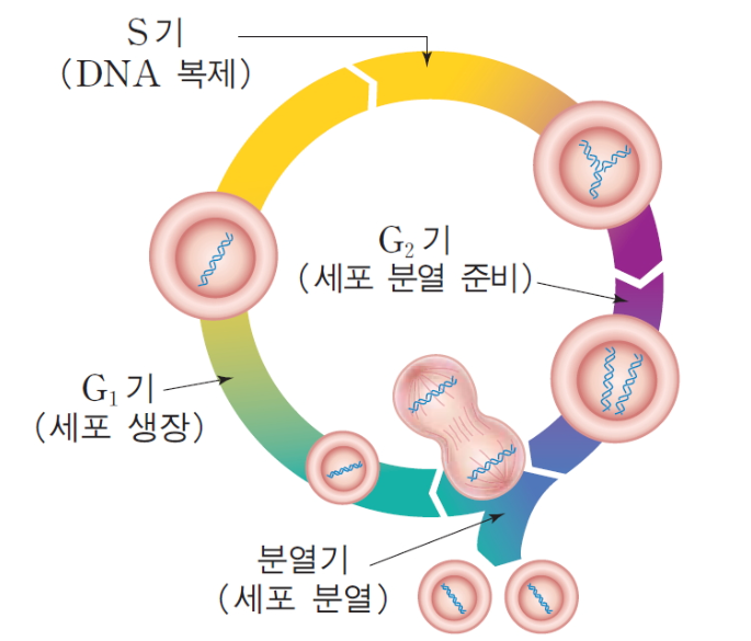  [생명과학] 세포분열 (1) 체세포분열 (간기, 분열기 등) 개념 정리