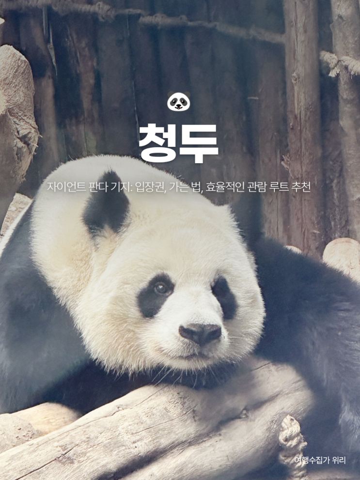  중국 청두 여행 : 자이언트 판다기지 가는 법, 입장권, 관람 루트 추천