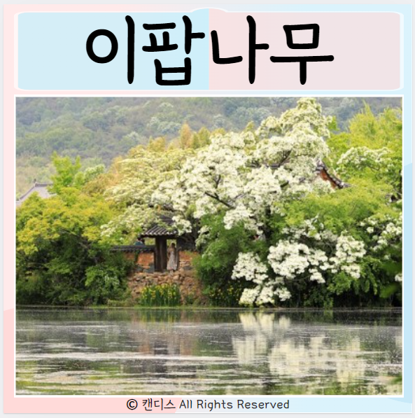  이팝나무 효능 좋은점은? 주의사항 알아보기
