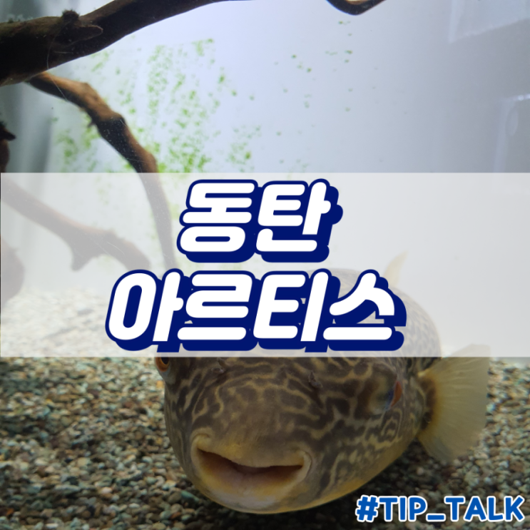  동탄 가볼만한곳 실내 동물원 아이와함께 | 아르티스 테마파크