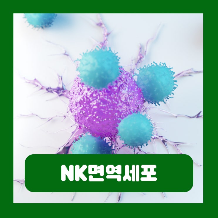  NK면역세포 암치료 역할 활성도 검사 정상수치
