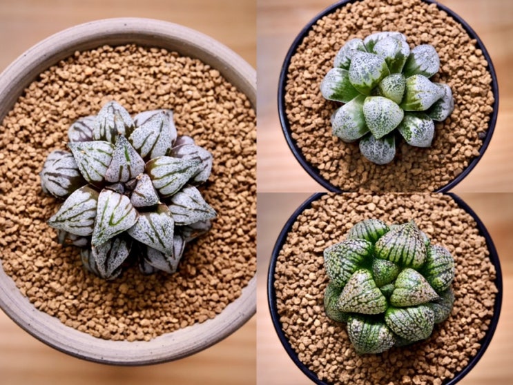  하월시아 픽타의 매력을 엿보다