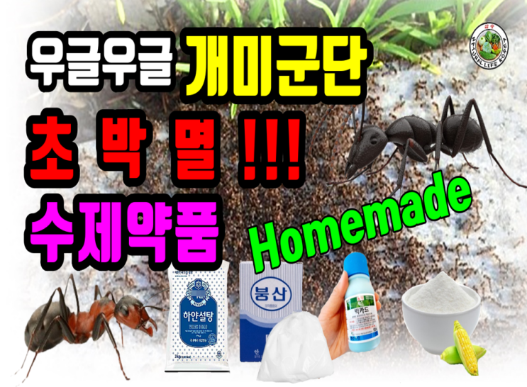 Homemade 개미살충제 3가지 방법들