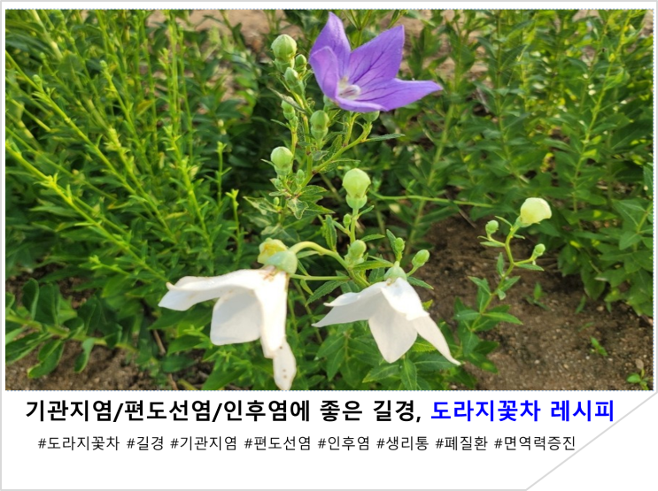 기관지염/편도선염/인후염에 좋은 길경, 도라지꽃차 레시피