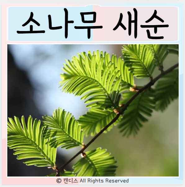  소나무새순 효능 먹으면 좋은점? 먹는방법은