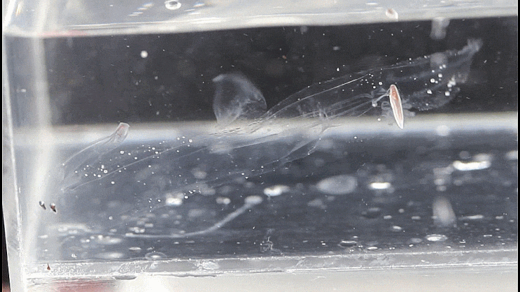  Pterotrachea coronata Forsskål, 1775   ハダカゾウクラゲ 해파리고둥