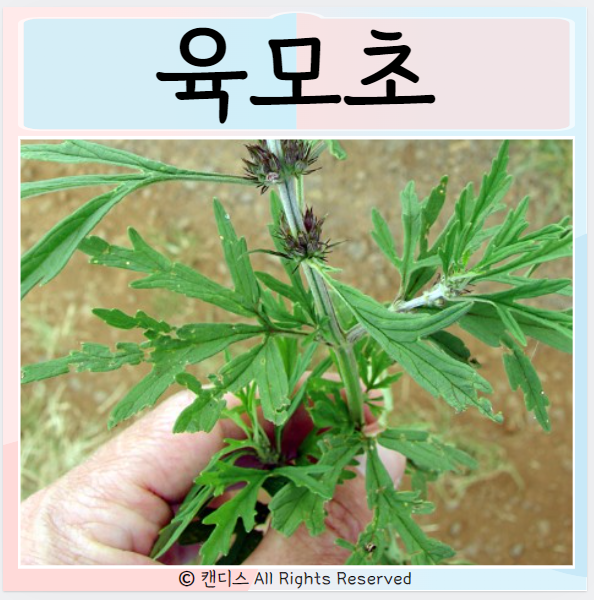  육모초 효능 먹는법 주의사항은? 좋은점은?