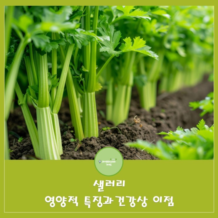  샐러리: 아삭한 식감과 독특한 향기|체중관리에 도움이 되는 건강식품