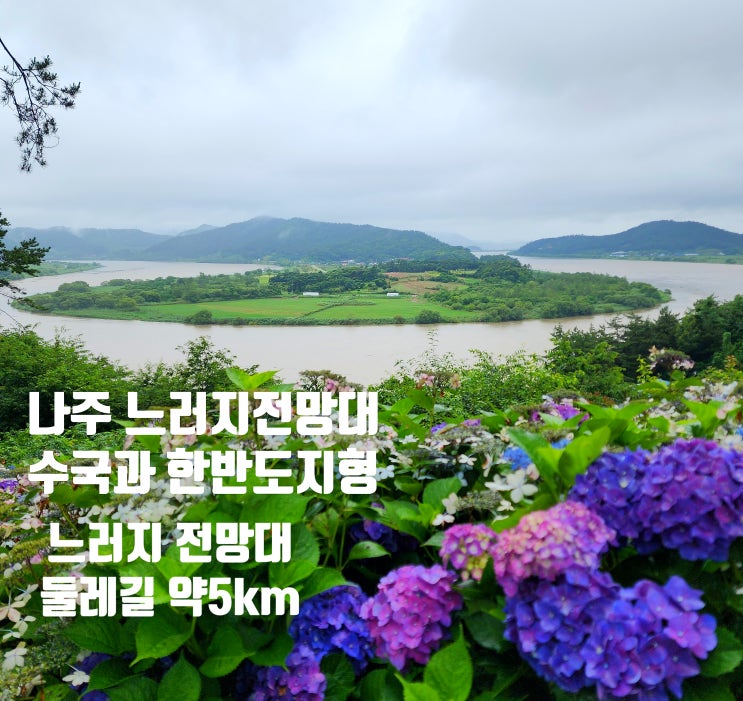  〔전남나주〕나주 느러지전망대 수국-영산강 한반도지형 물돌이-영산강과 수국 풍경-느러지전망대 둘레길 약 5KM